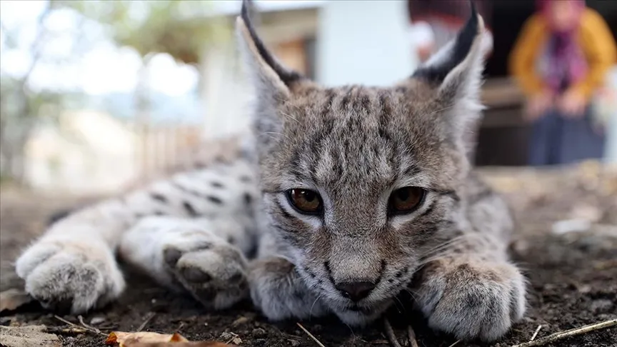 Köylülerin bulduğu vaşak yavrusu güvenli ellerde