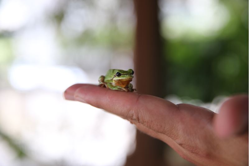 Akademisyenler ağaç kurbağasında yeni bir alt soyun izini sürüyor
