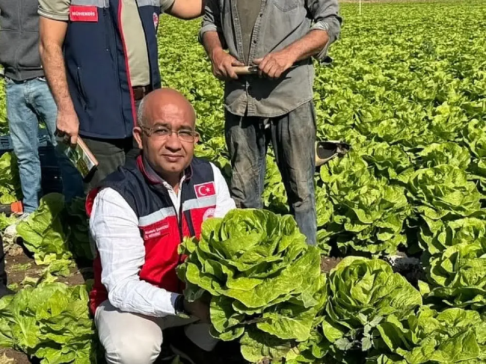 Siirt’te Atıl Araziler Üretime Kazandırılıyor: Marul ve Karnabaharda Yüksek Verim