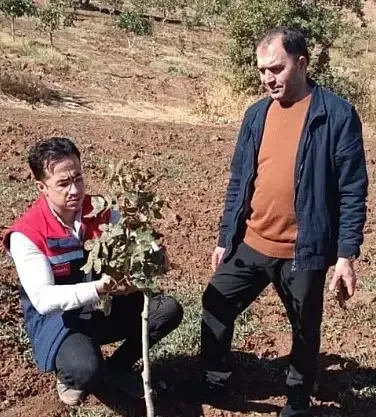 Pervari’de Siirt Fıstığı Üreticilerine Uygulamalı Eğitim