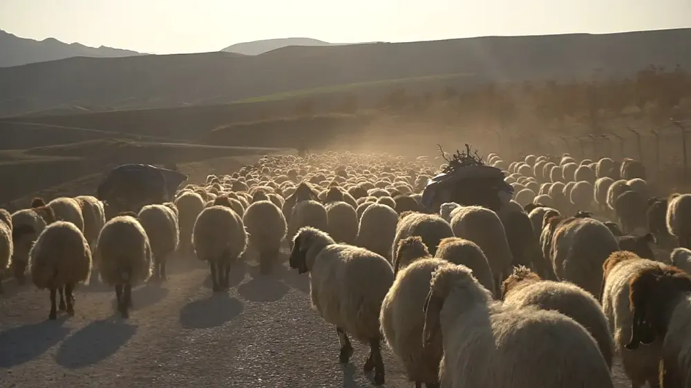Göçerler Yola Düştü: Sürüler Siirt’e Dönüyor, Trafik “Meee”lemeye Başladı! 