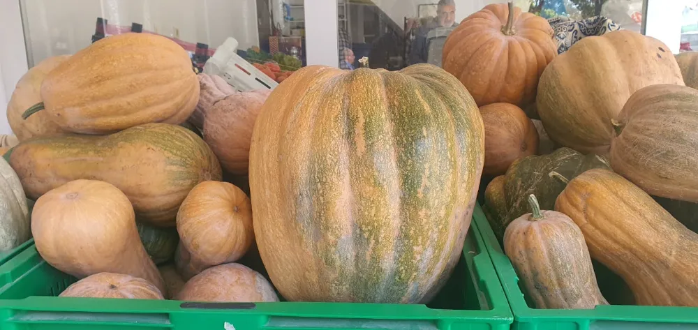 Ata tohumu kabaklar 35 kiloya ulaştı