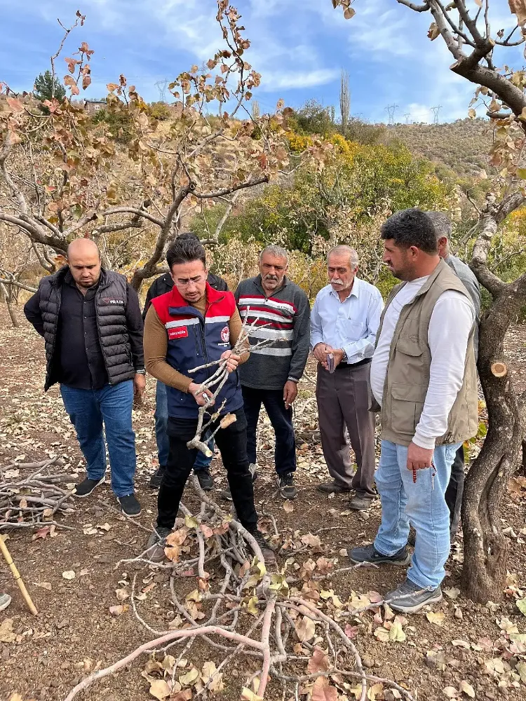 Siirt’te Fıstıkta Verim Artışı İçin Eğitim: Budama Tekniği Üreticiye Anlatıldı