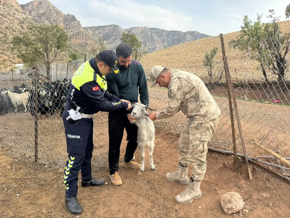 SİİRT JANDARMASINDAN ÖRNEK UYGULAMA: HAYVAN KAYNAKLI TRAFİK KAZALARINA KARŞI REFLEKTİF ÖNLEM