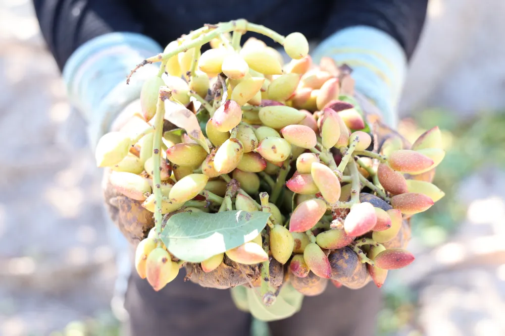 “Diyarbakır’da ‘Yeşil Altın’ Hasadı Başladı: Tarlalar Bereketle Şenlendi”