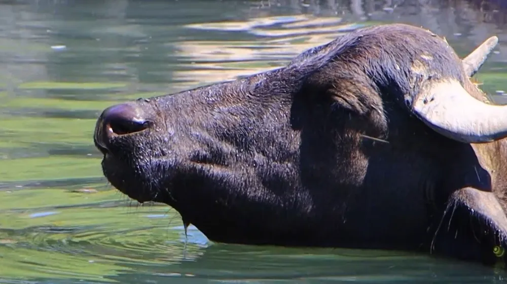 Sıcaktan bunalan mandaların banyo keyfi
