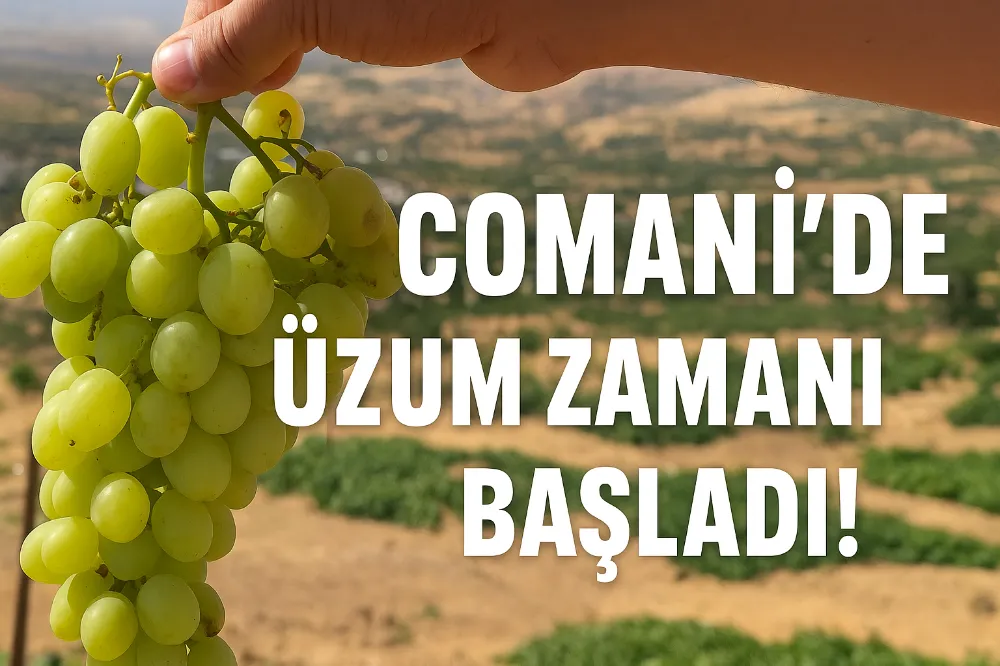 SİİRT BAYKAN ATABAĞI (COMANİ)