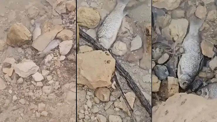 Botan Vadisi’nde Şok Manzara: Yüzlerce Balık Ölü Bulundu!