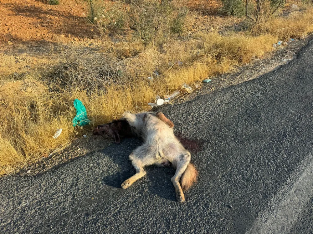 Aracın çarptığı çizgili Anadolu sırtlanı telef oldu