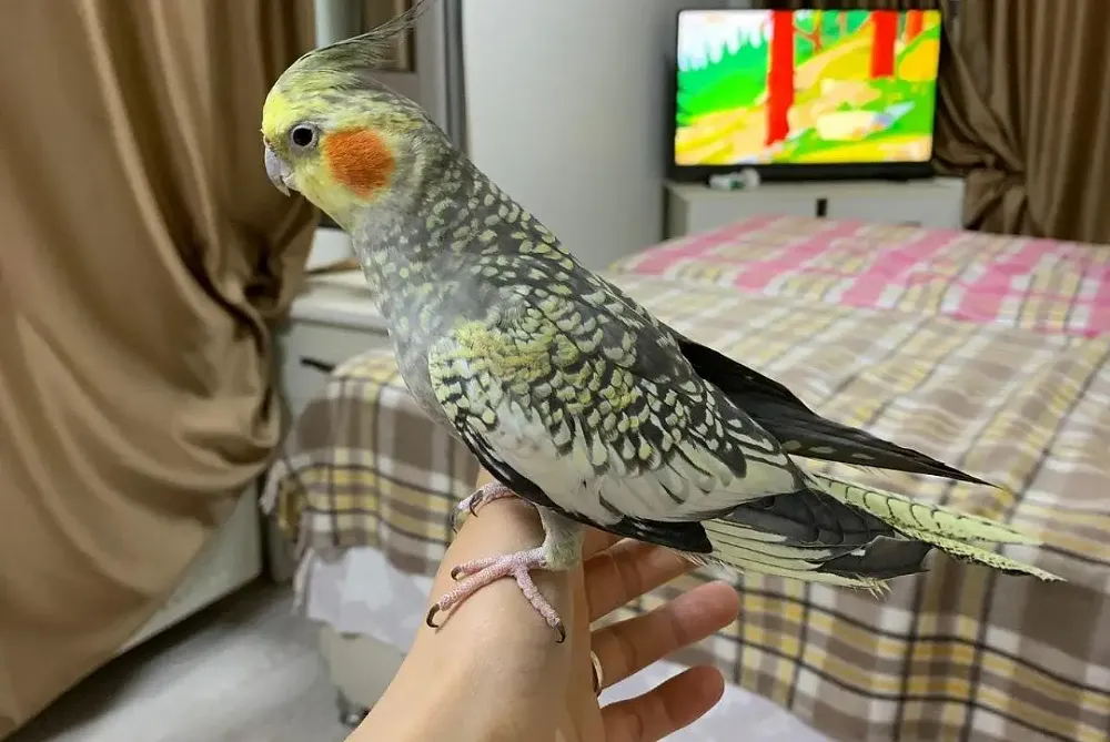 Siirtli Kardeşlerden Duygusal Çağrı: “Zeytin’imizi Bulun”