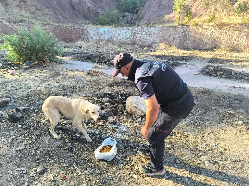Baykan Belediyesi’nden Sokak Hayvanlarına Şefkat Eli